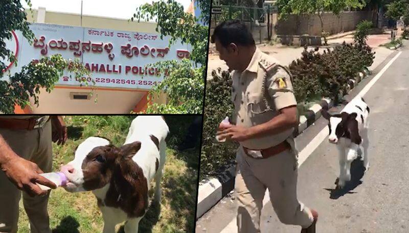 Cow melts the heart of Bengaluru Police officer, who turns gau rakshak