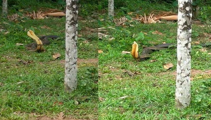 Sexual activity of King cobra caught in camera Near agumbe