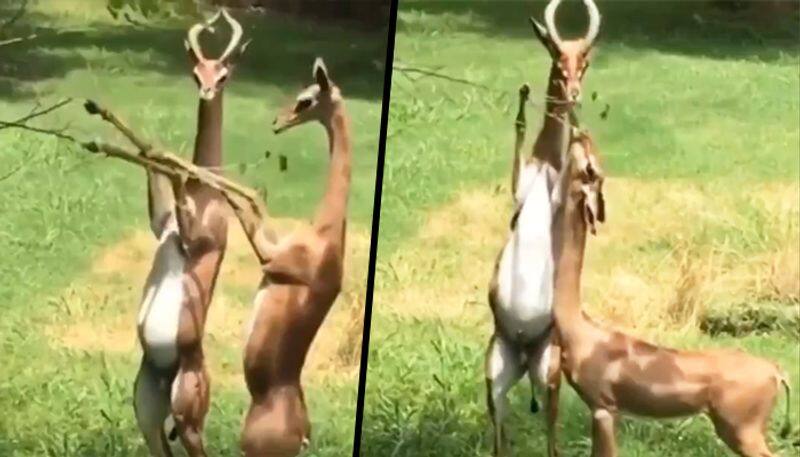 Gerenuk antelopes helping its mate with food on high branches, video goes viral