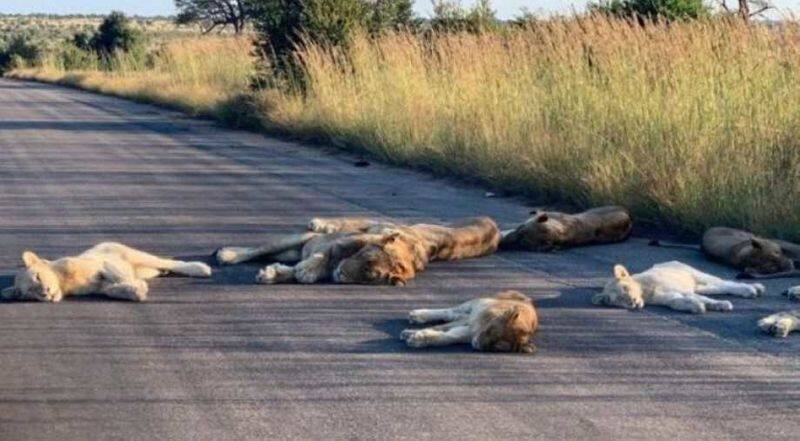 Coronavirus Lions nap on road during South African lockdown