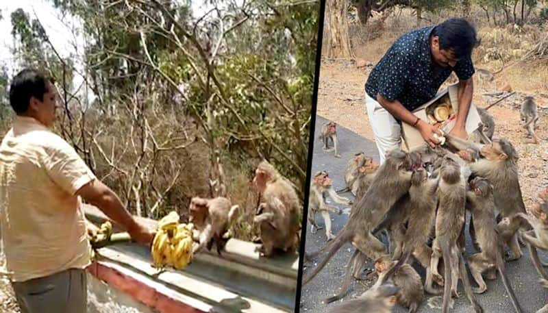 Humanity breaks coronavirus bounds: Good Samaritans travel far to feed monkeys