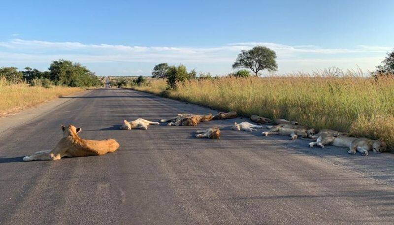 Coronavirus lockdown Lions sleep on road South Africa photos