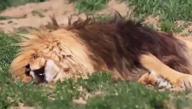 Find out how lion sounds when he snores; must-watch viral video