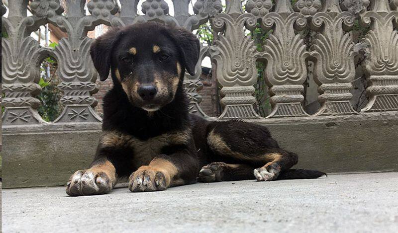 Loyal dog waits at hospital lobby for three months after his owner dies of COVID-19