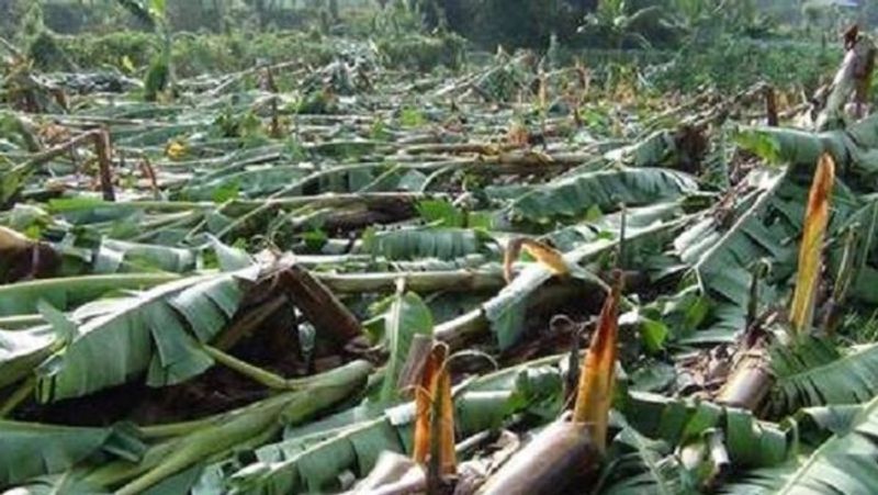 Farmers Faces Problems for Heavy Rain in Gajendragada in Gadag district