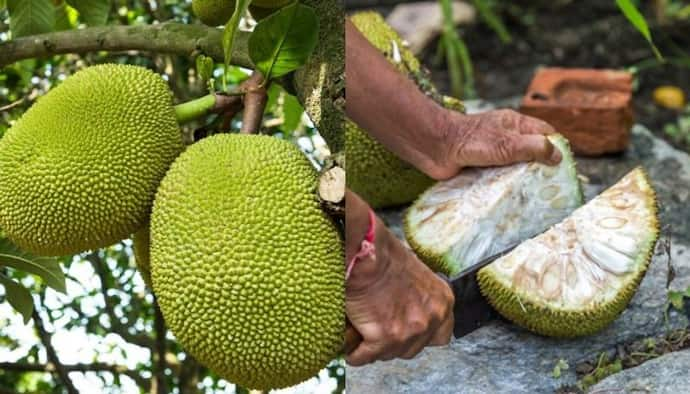 jackfruit