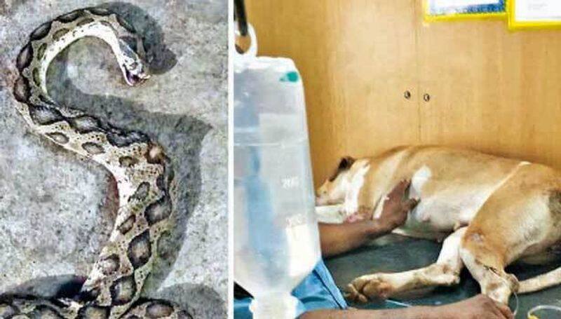 dog fought with snake to safeguard owner's family