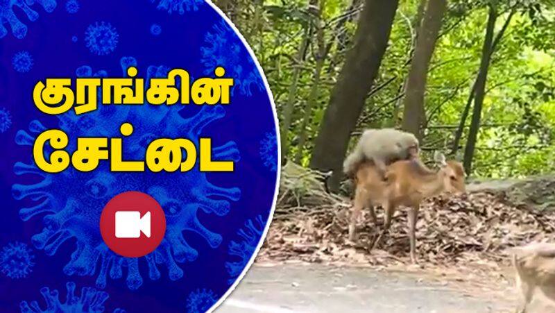 Monkey Takes a cool ride on deer viral video