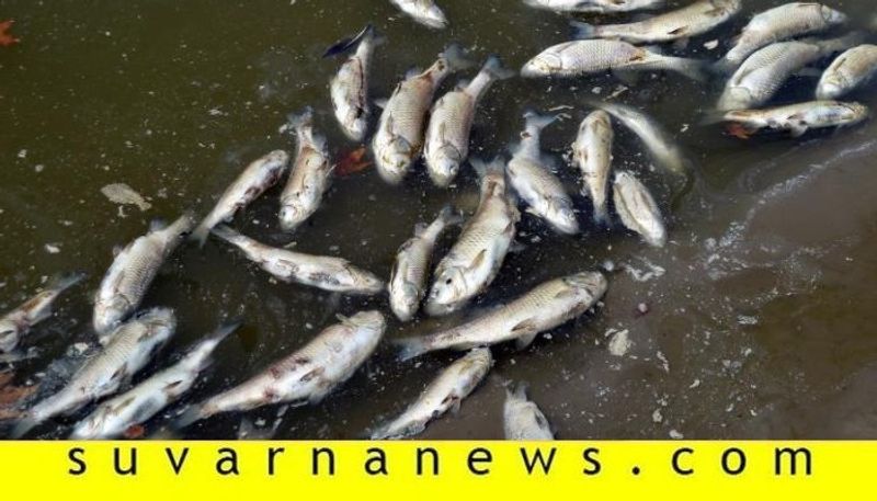 Fishes found dead in somavathi river suspect poison