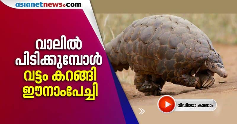 pangolin Rescued In Jharkhand by forest officers