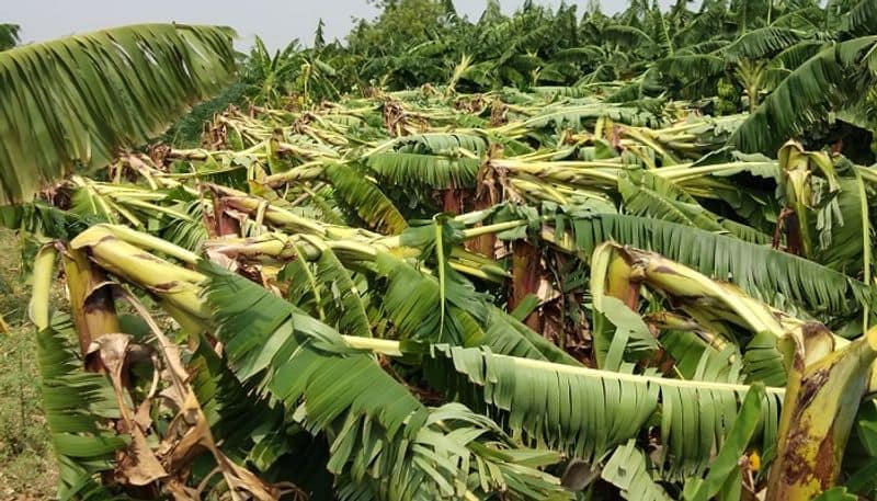 Farmer Faces problems for Premature Rain in Yadgir District