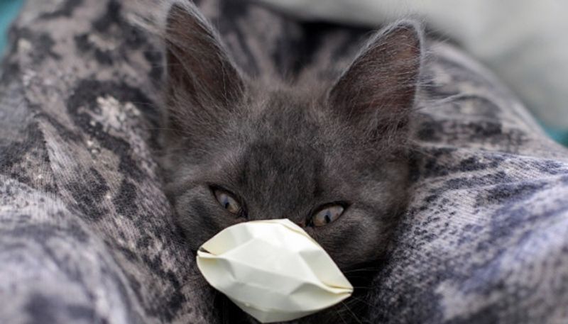 2 cats in New York become first US pets to test positive for coronavirus