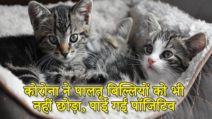 इंसानों से जानवरों में फैला कोरोना का संक्रमण? न्यूयॉर्क में दो पालतू बिल्लियां मिली पॉजिटिव