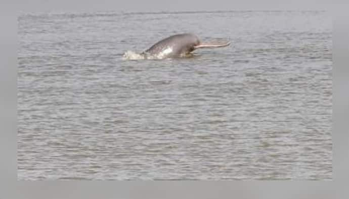 দূষণের মাত্রা কমতেই ম্য়াজিক, কলকাতার গঙ্গা বক্ষে ফিরে খুশির লাফ ডলফিনের