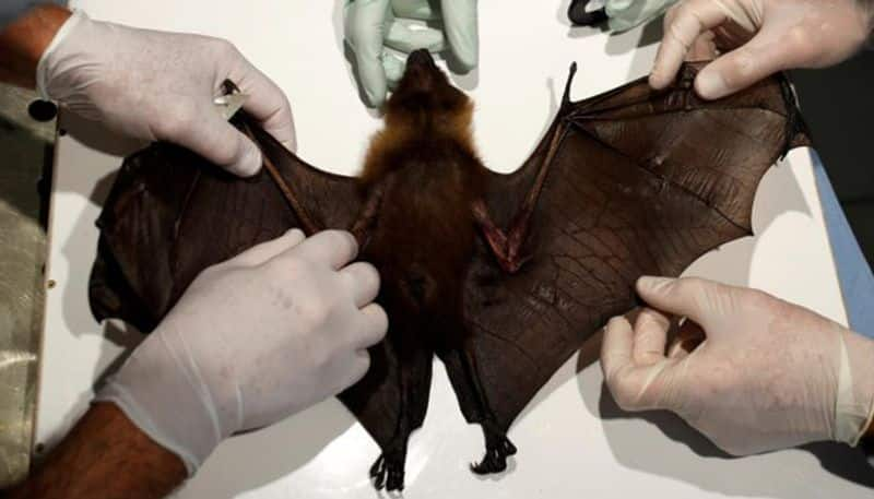 Wuhan lab had 3 live bats but none matched COVID-19: Report