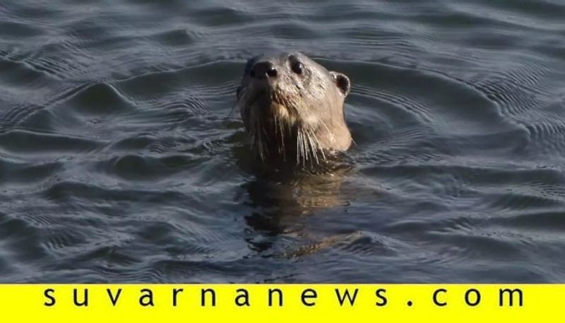 water dogs in bhadra river chikkamagalur