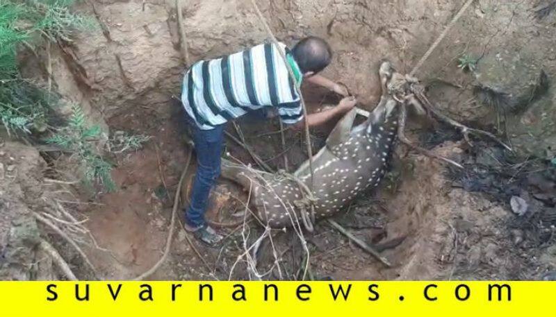 Locals Rescue Deer in Chikkamagalur