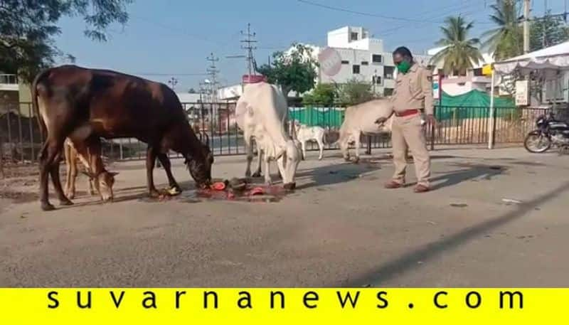 Police Feed Watermelon To Cattle in Vijayapura