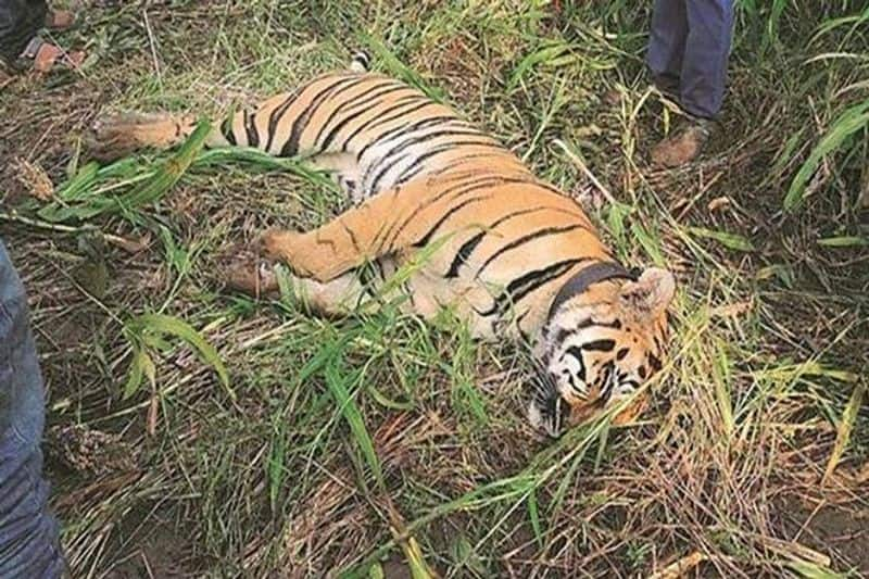 Tiger Found Dead in Forest at Kodagu grg