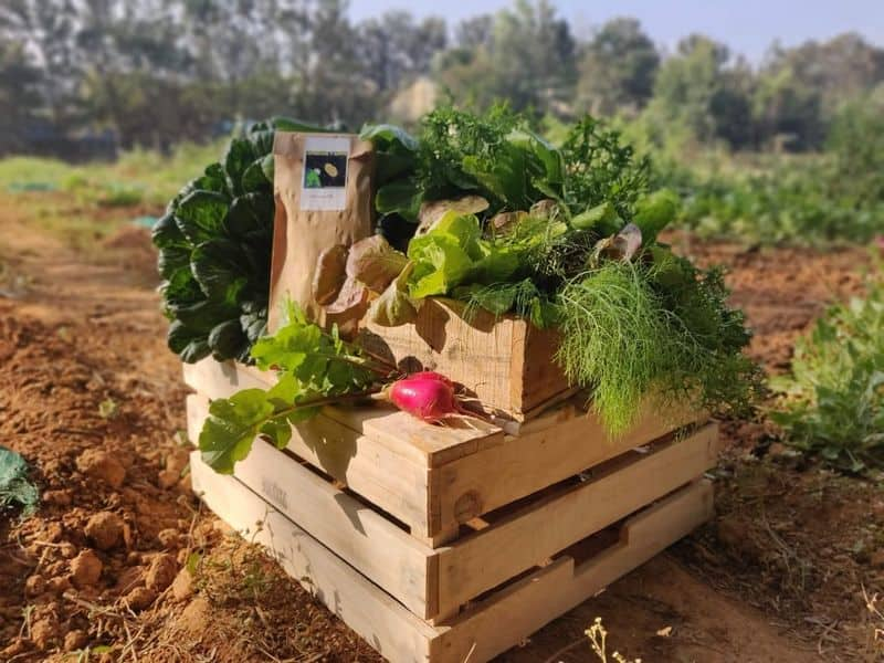 former lawyer now delivers vegetables