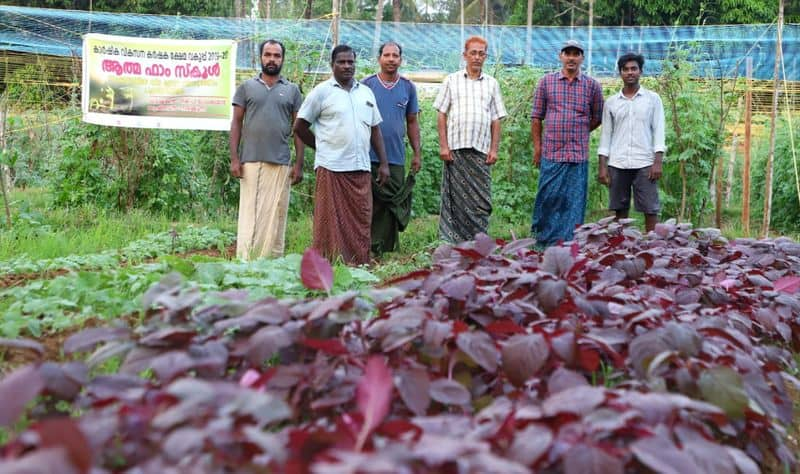 agriculture success story from narikkuni