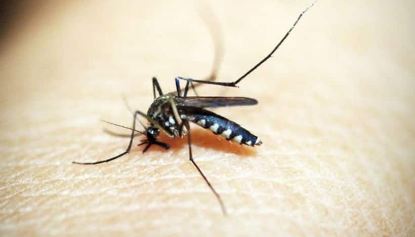 Mosquito menace: This is how you can destroy the insect in larval stage