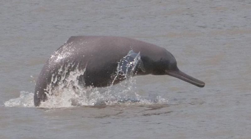 With Water Pollution Down Dolphins Reportedly Spotted Near Kolkata After Almost 3 Decades