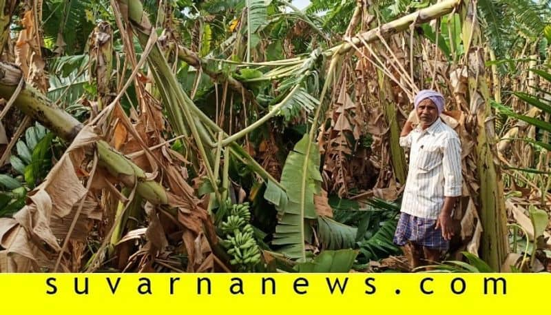 banana plants effected by Heavy rain in chitradurga