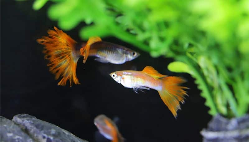 ornamental fish business