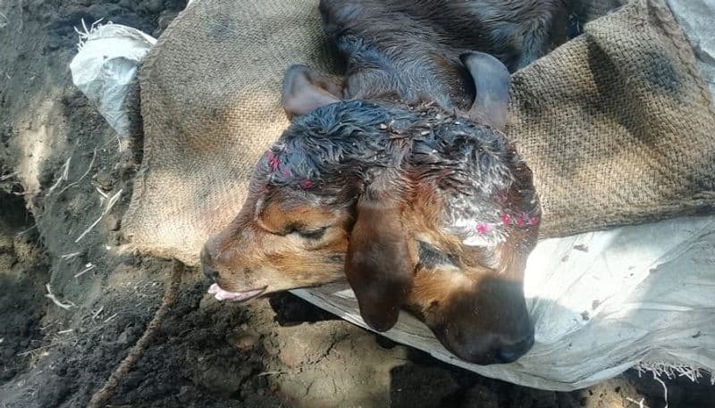 Two faced calf birth during Basava Jayanti in Badami in Bagalkot district