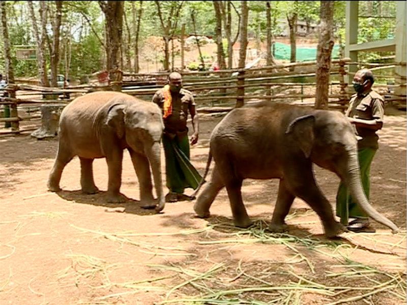 special care to elephants in kottoor elephant center