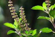 Native to India Tulasi has a lot of medicinal properties But why shouldn't one chew it