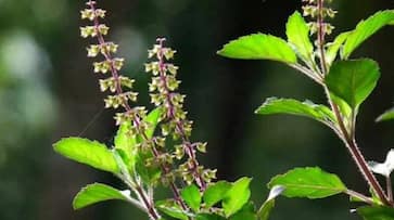 Native to India Tulasi has a lot of medicinal properties But why shouldn't one chew it