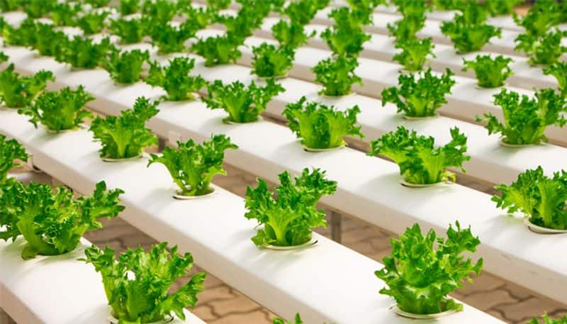 Is hydroponics farming profitable?