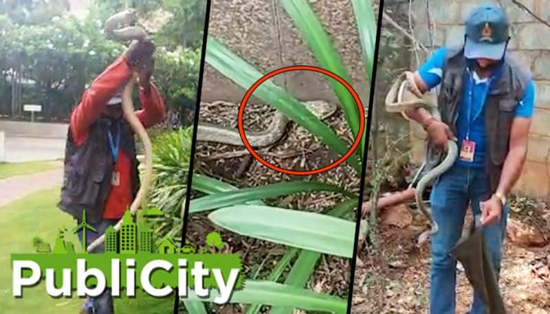 Bengaluru witnesses increase in snake rescue calls, lockdown restricts movement of rescuers