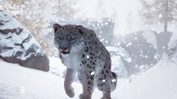 Risking his own life, how a 42-year old has rescued 47 snow leopards