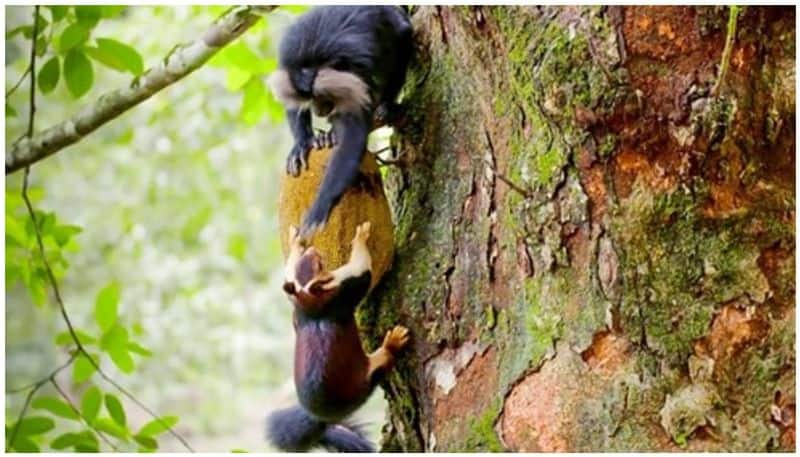 lion tailed macaques use  Malabar giant squirrels to identify ripe fruit later slaps on face