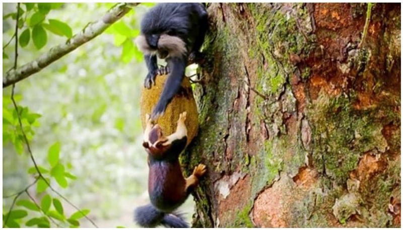 lion tailed macaques use  Malabar giant squirrels to identify ripe fruit later slaps on face