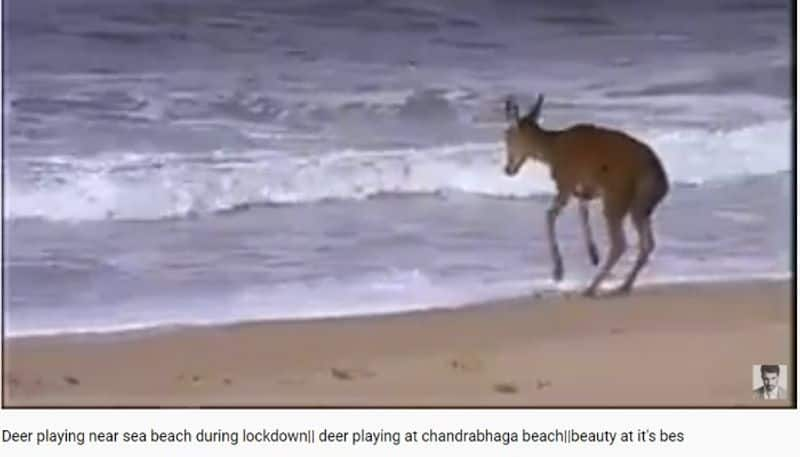 video of the deer on beach not from India