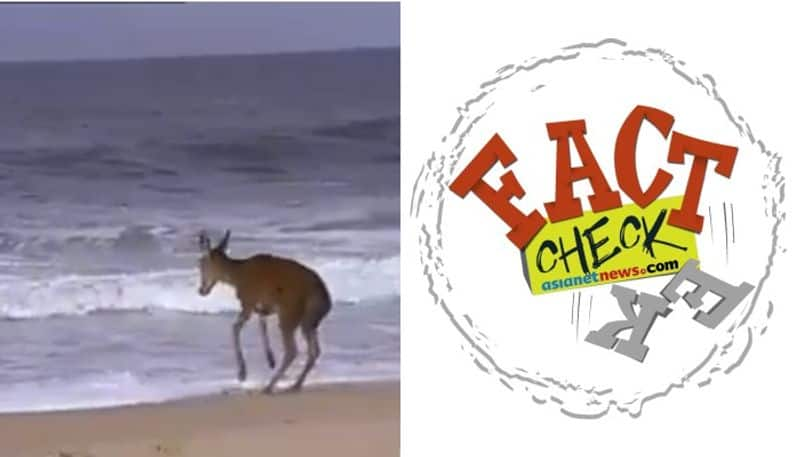 video of the deer on beach not from India