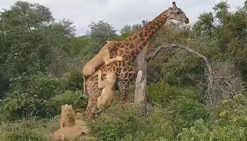 Giraffe survives after being attacked by group of lions; video goes viral