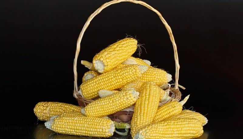 eight new varieties of hybrid maize identified