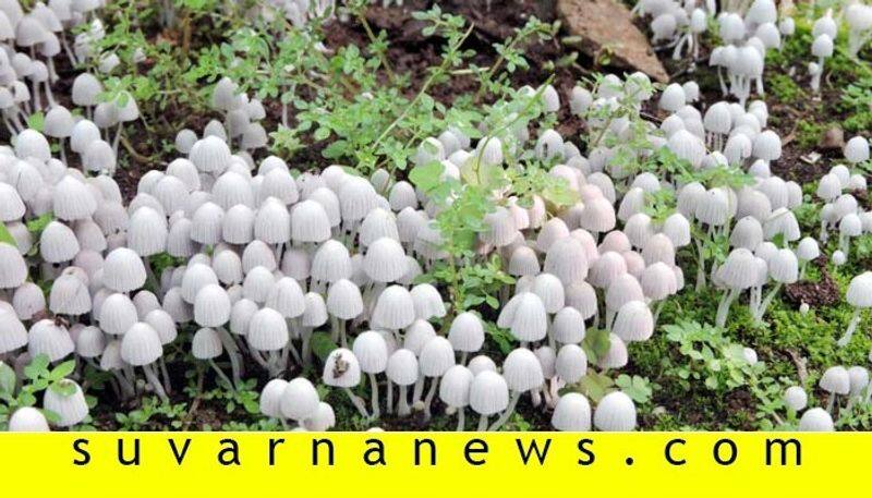 Mushroom reaches karkala market after heavy rain