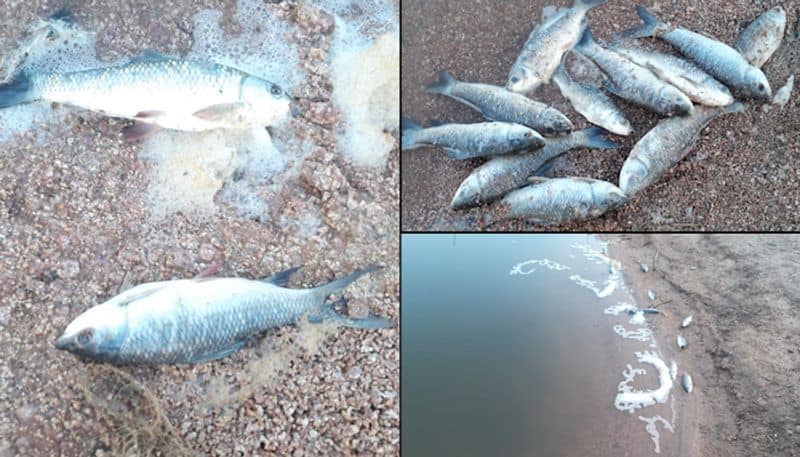 Mass fish kill spreads panic in Karnataka village