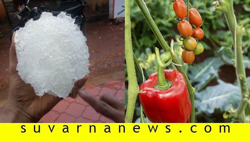 Heavy rain lashes in kolar effects tomato and capsicum crops