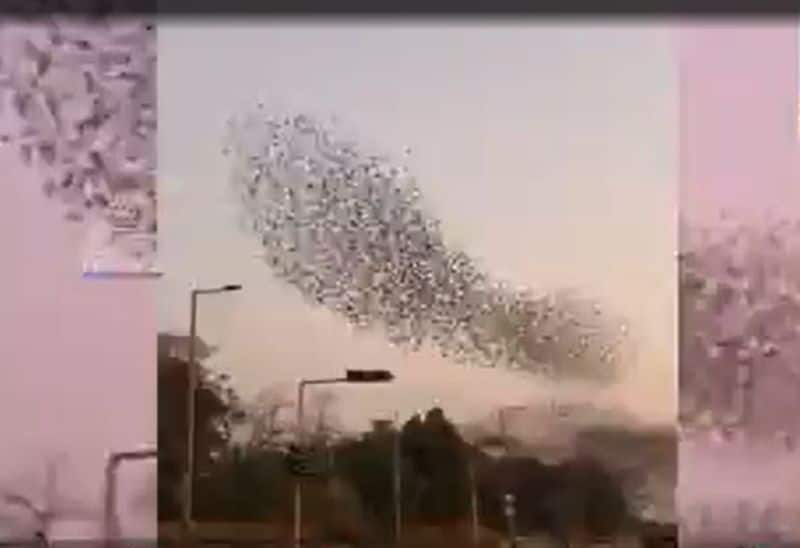 Birds clusters at Bangalore airport due to coronavirus Lockdown