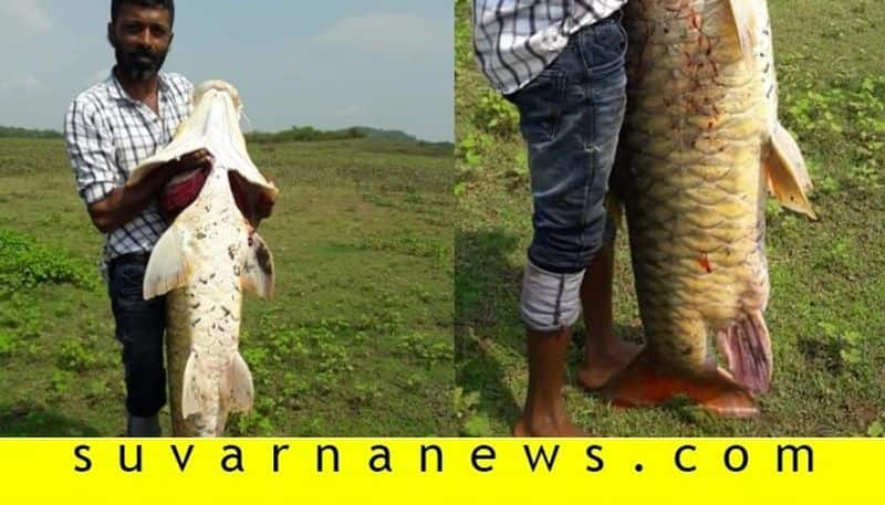 Photo gallery of big fish caught in harangi back water