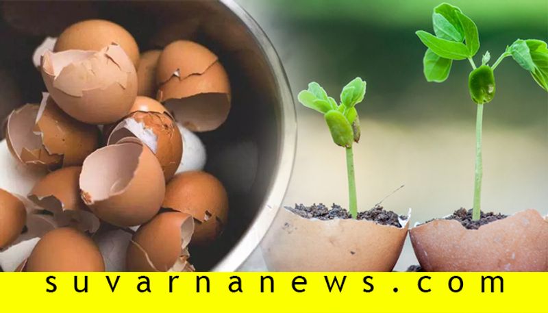 What can be done with eggshells here are tips