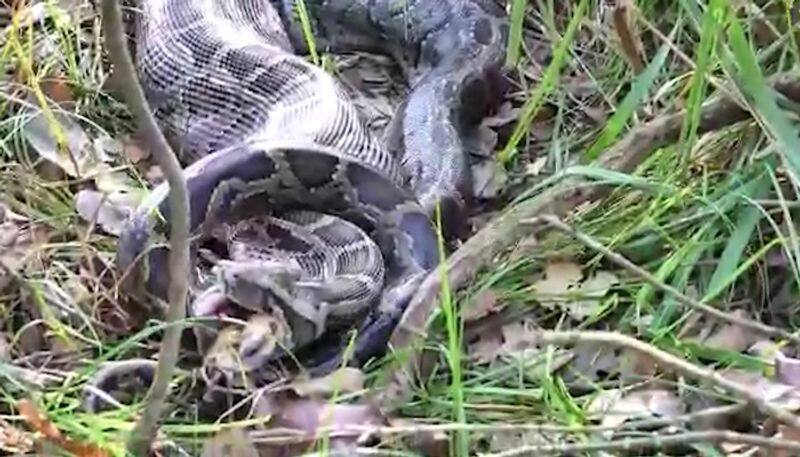 Video of python swallowing deer goes viral on social media