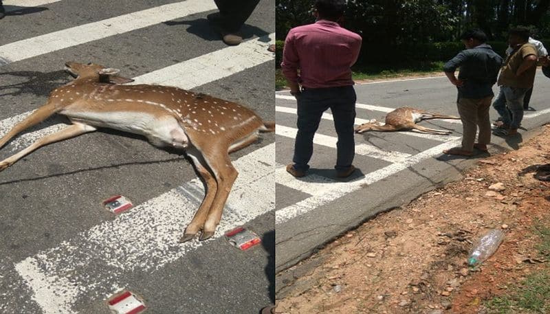 wild deer dies in vehicle accident In Chikkamagaluru